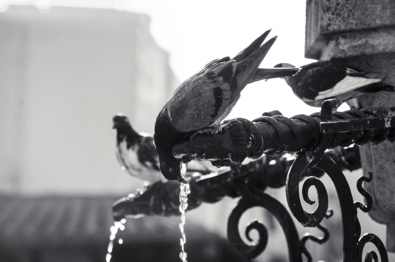 Pigeons drinking water on fountain