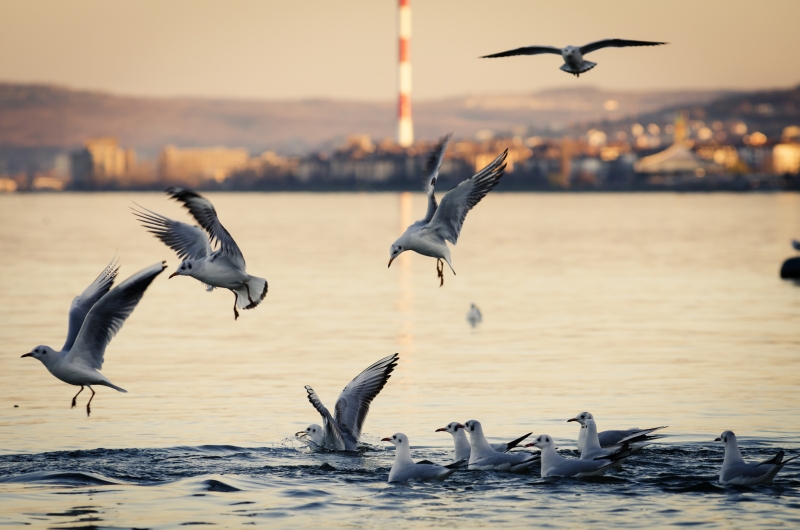 Seagulls