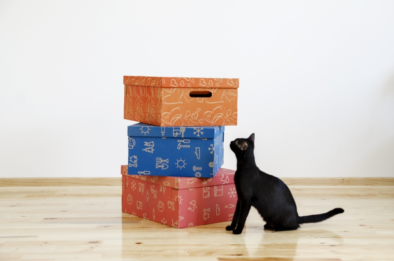Cat and boxes