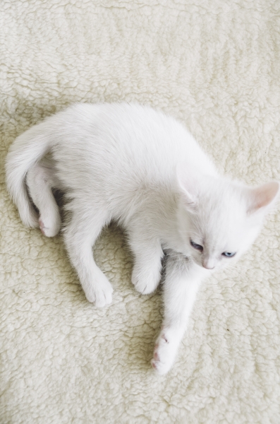 White kitten