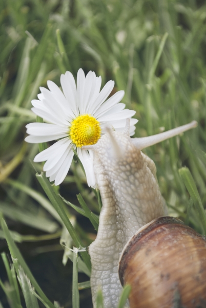 Snail and daisy