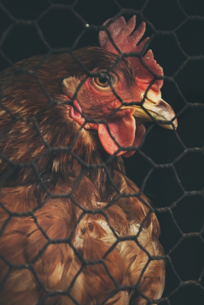 Chicken in cage