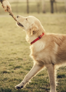 Labrador playing with stick