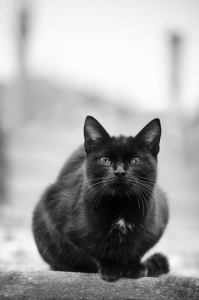 Black cat on the roof