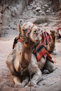 Camel in Petra