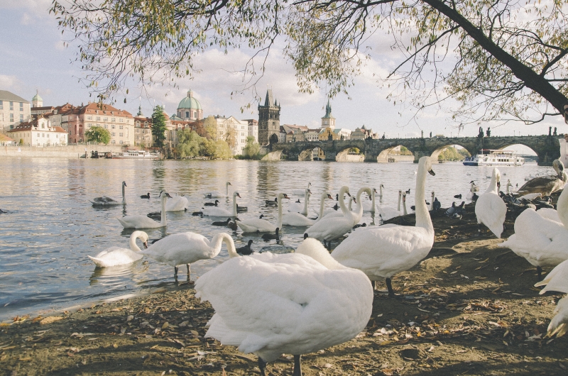 Swans in Prague