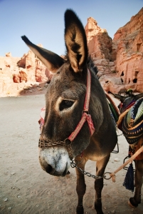 Donkey in Petra