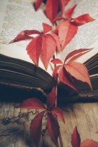 Red ivy