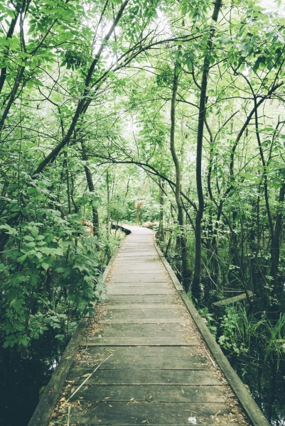 Wooden path through green swamp forest in summer.
