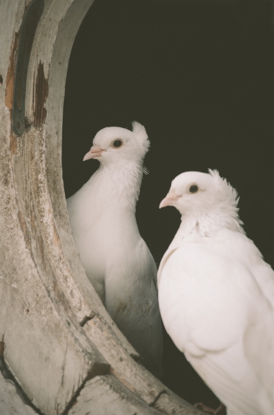 Pair of white doves