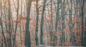 Oak trees with fallen leaves in autumn.